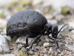 Meloe rugosus