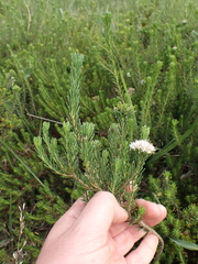 Agathosma gonaquensis