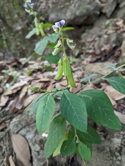 Crotalaria verrucosa
