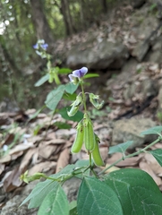 Crotalaria verrucosa