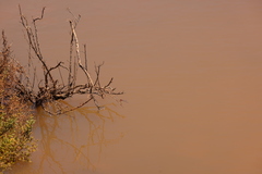 Xanthagrion erythroneurum