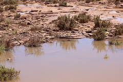 Xanthagrion erythroneurum