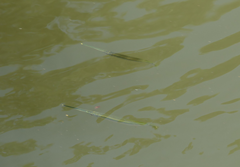 Zenarchopterus buffonis