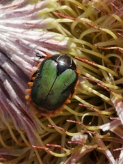 Trichostetha fascicularis