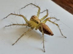 Oxyopes longispinosus