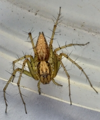 Oxyopes longispinosus