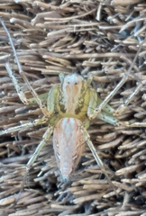 Oxyopes longispinosus