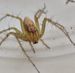 Oxyopes longispinosus