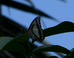 Graphium eurypylus