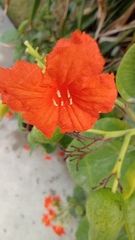 Cordia sebestena