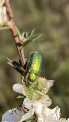 Diphucephala