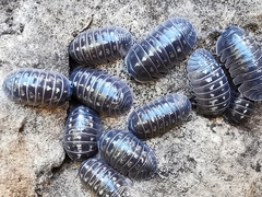 Armadillidium depressum