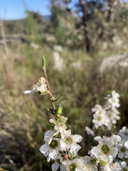 Diphucephala