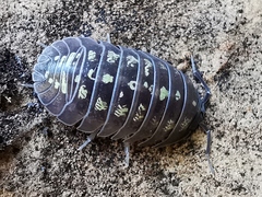 Armadillidium depressum
