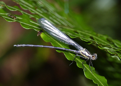 Austroargiolestes elke