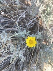 Baileya pleniradiata