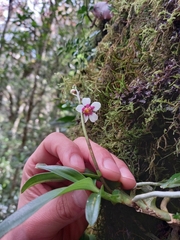Sarcochilus fitzgeraldii
