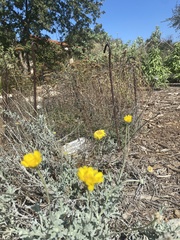 Baileya pleniradiata