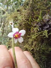 Sarcochilus fitzgeraldii