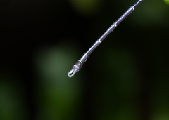 Austroargiolestes elke