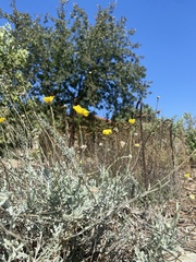 Baileya pleniradiata