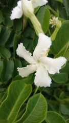 Echites umbellatus