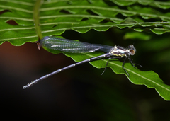 Austroargiolestes elke