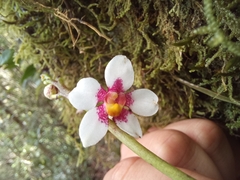 Sarcochilus fitzgeraldii