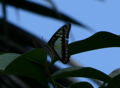 Graphium eurypylus