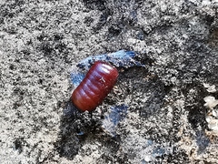 Loboptera