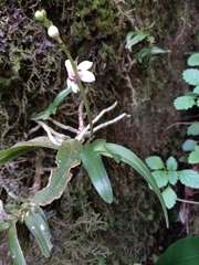 Sarcochilus fitzgeraldii