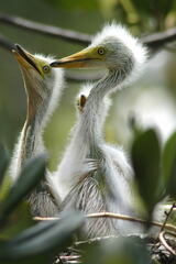 Ardea intermedia