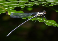 Austroargiolestes elke