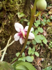 Sarcochilus fitzgeraldii