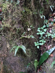 Sarcochilus fitzgeraldii
