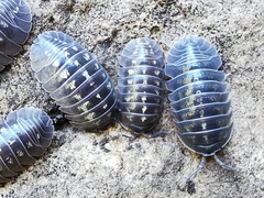 Armadillidium depressum