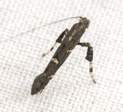 Caloptilia triadicae