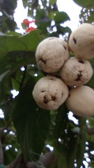 Cordia sebestena