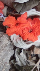 Cordia sebestena