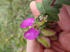 Polygala fruticosa