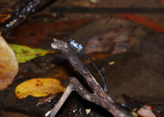 Austroargiolestes elke