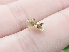 Phymata americana americana