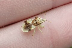 Phymata americana americana