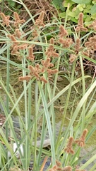 Cyperus ligularis