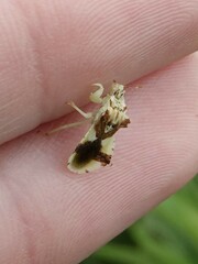 Phymata americana americana