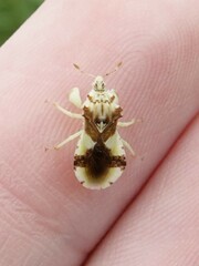 Phymata americana americana