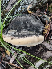 Phellinus alni