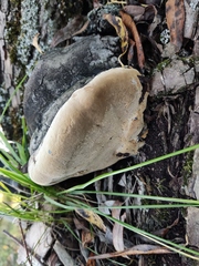 Phellinus alni