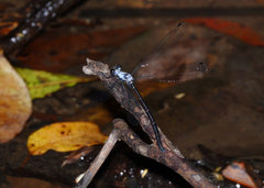 Austroargiolestes elke