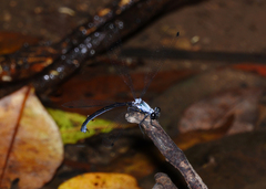 Austroargiolestes elke